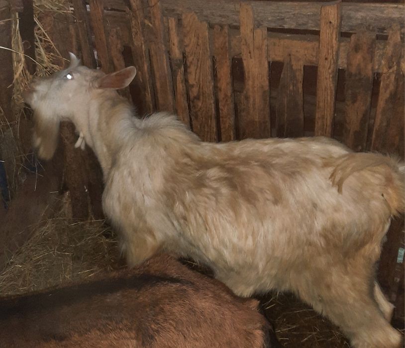 Vând țap de anul trecut