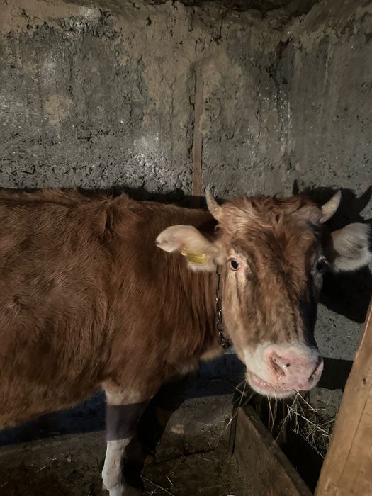 Продаю двух тёлочек по 1 году и 9 месяцев