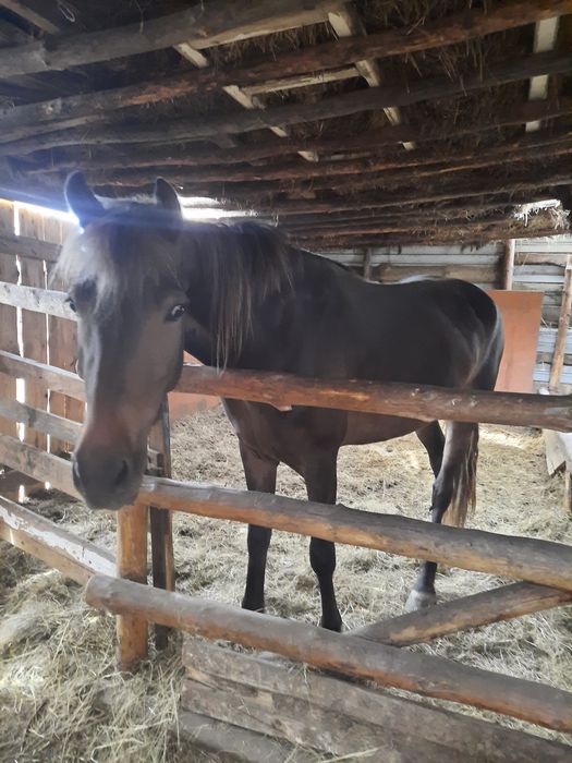 Продаю байтал 4года ,на откорме