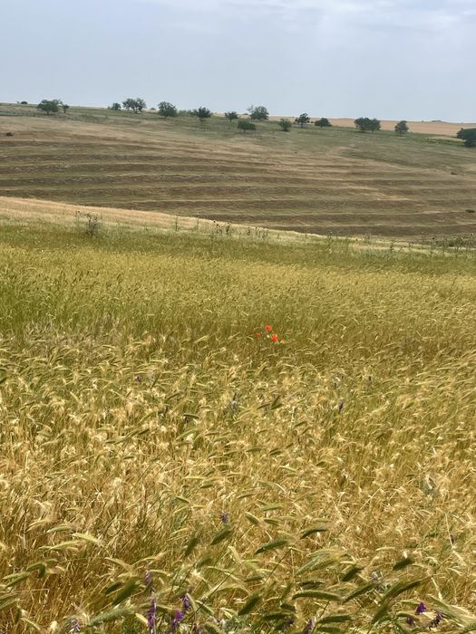 Vand/inchirie teren extravilan pentru parc fotovoltaic zona medgidia ,
