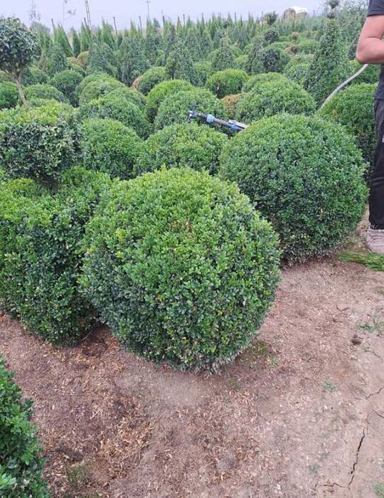 Plante ornamentale verzi pentru orice spațiu exterior