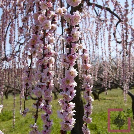 Cires japonez ( prunus serrulata kanzan ) copac cu flori roz, pendula