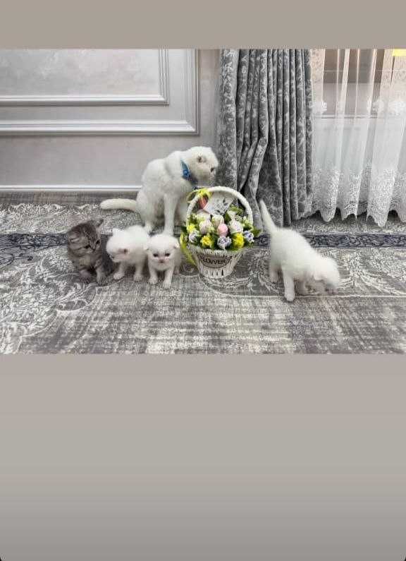 Продаётся котёнок породистый