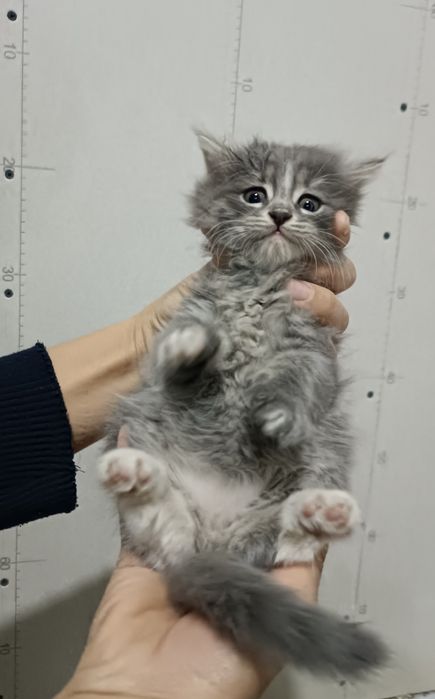 Кошка серая пушистая