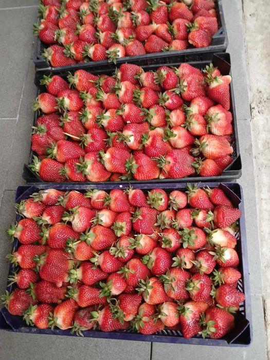 Продавам разсад ягоди и малини