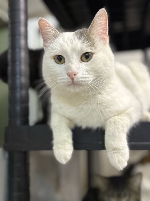 Добрый мальчик ищет самый лучший дом