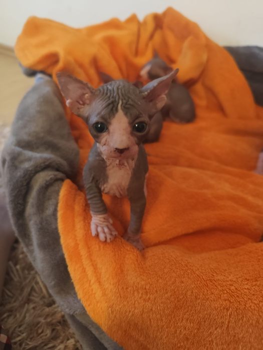 Pisoiasi sphynx deosebiti