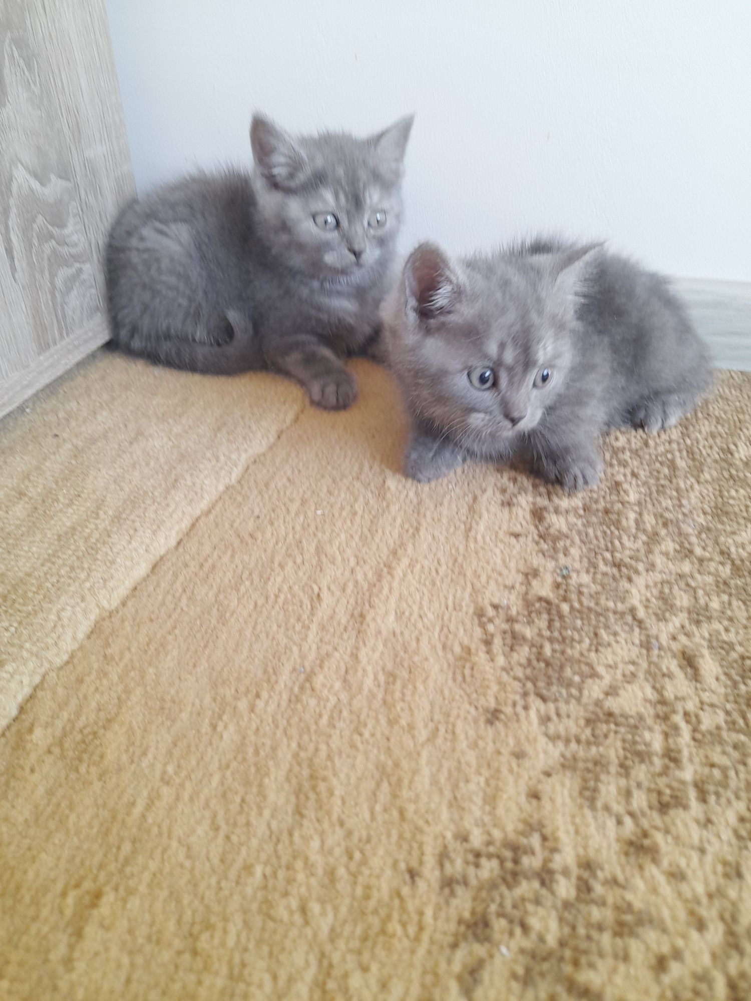 Британски котенца