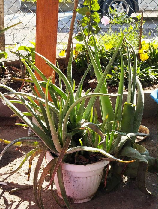 Алое Вера  - бижу от природата