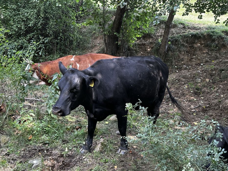 Junici Angus la 2 ani jumatate