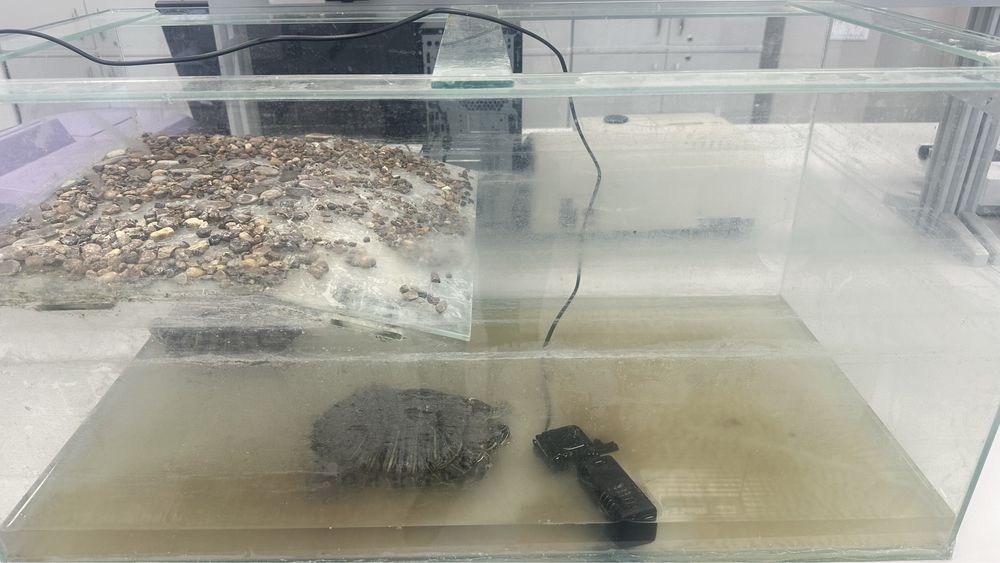 Продам двух черепах с аквариумом