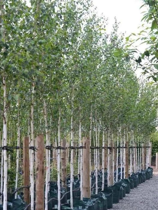 Tei de floare/mesteacăn /arbori ornamentali