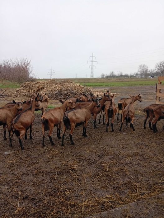 Capre Alpine Franceze de vânzare