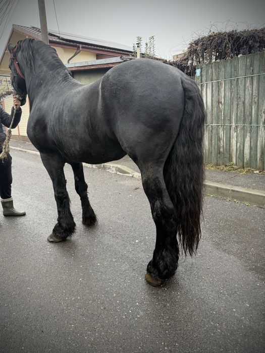 Vand armasar Frizian