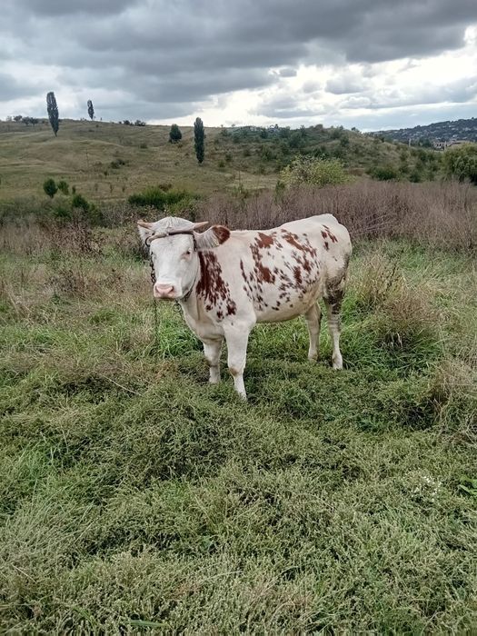 Vând junică de un an și două luni