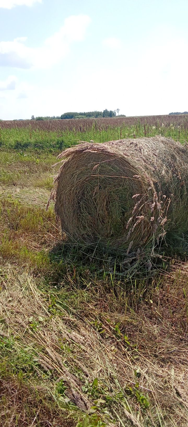 Сено в рулонах - разнотравие