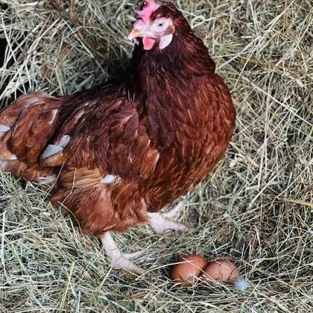 Носачки ломан браун