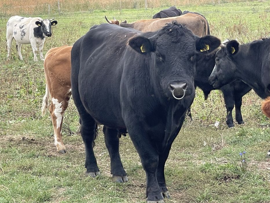 Vand taur pentru monta autorizat varsta 3 ani foarte cuminte