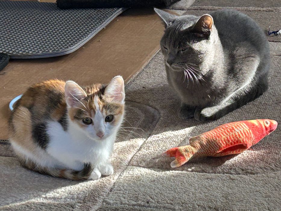 Подарявам котенца