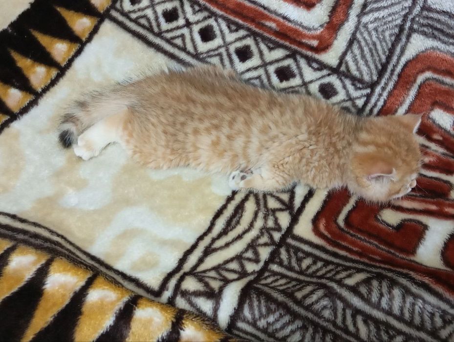 Золотистая шиншилла Скотиш страйт котенок