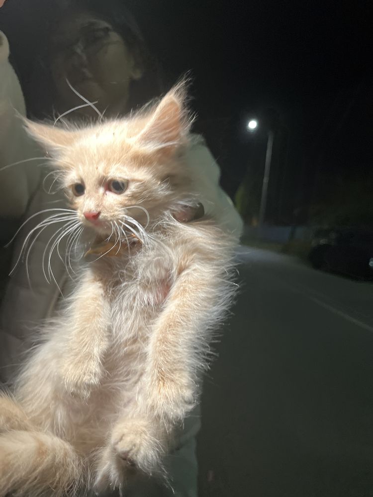 Котята котята котята котята котята котяьа котята……………………………………………………..