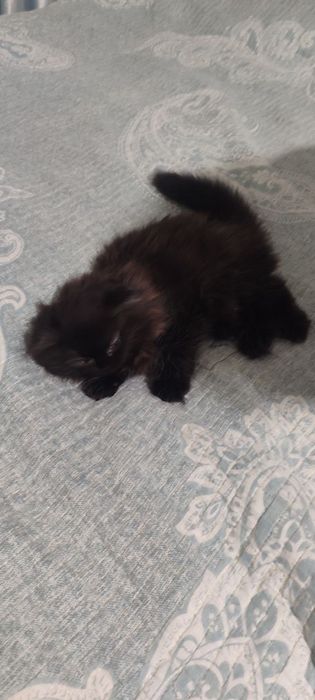 продаются котята