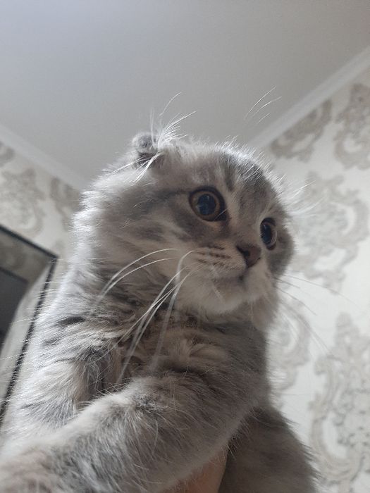 Скоттиш Мушук 6 ойли  қиз  сотилади