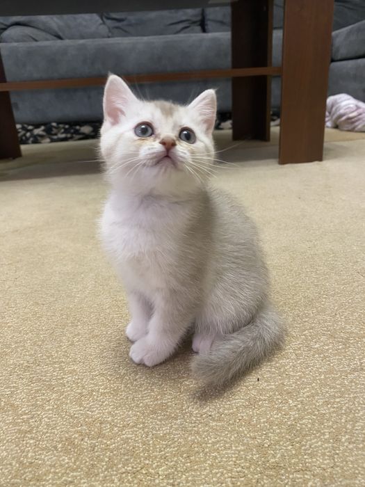 Шикарный котенок, Британка 2 мес.