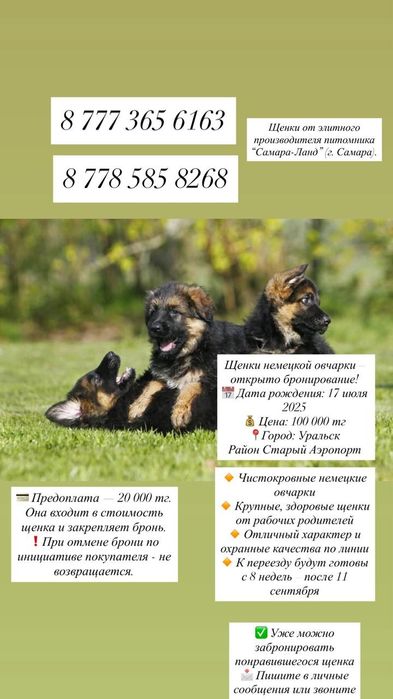 Щенки немецкой овчарки
