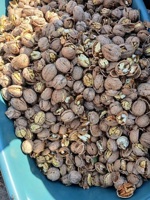 Vând nuca de anul acesta!