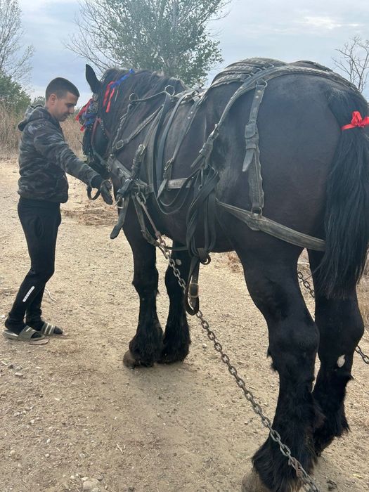 Vând armăsar în vârstă de 12 ani