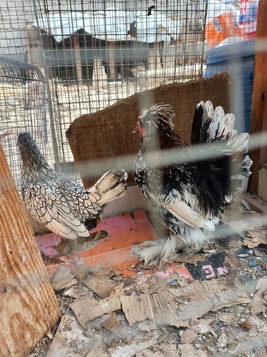 Хуроз ва товук.сотилади.