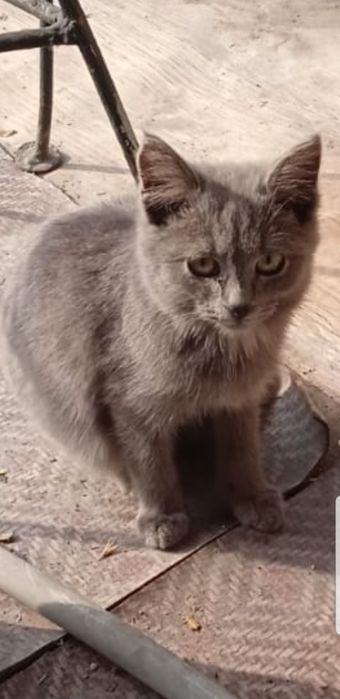 Отдам котенка за щоколадку