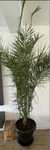 Phoenix dactylifera sau palmier curmal, 3m înaltime.