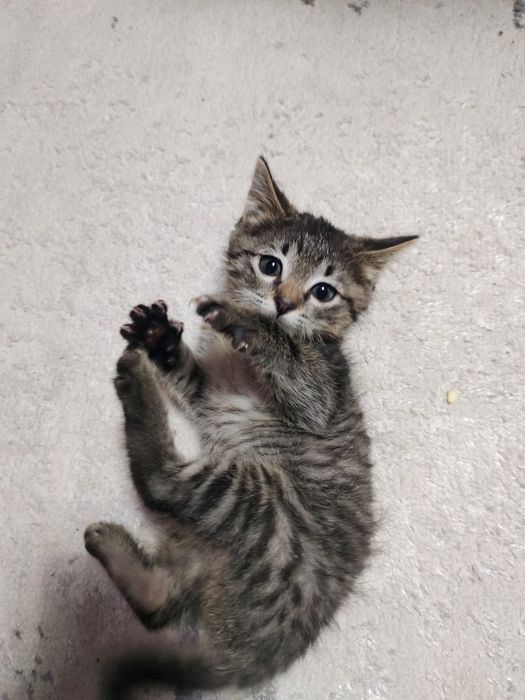 Красивые  полосатики