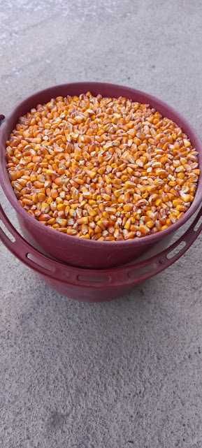 Vand porumb productia 2025