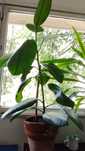 ficus, plantă naturală, (pui)