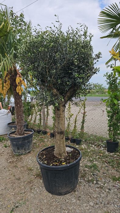 Maslini - Palmieri trachycarpus fortunei