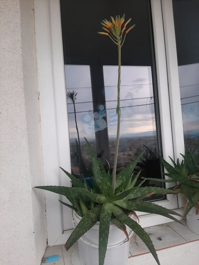 Aloe vera inflorit!