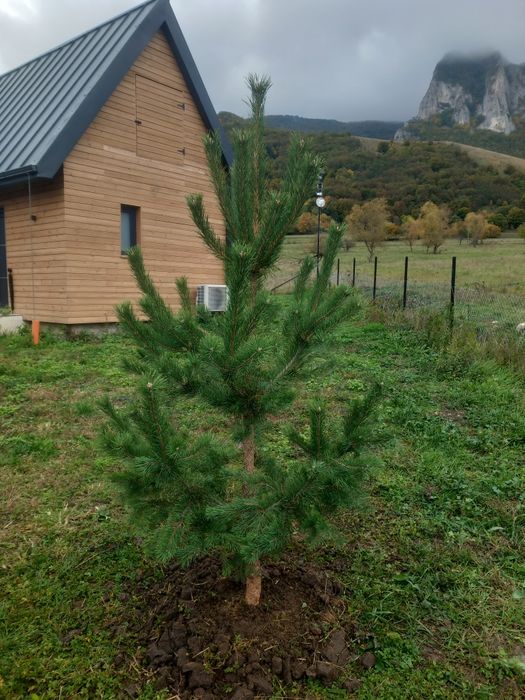 Tei de floare, stejar roșu, pin,brad, mesteacăn/arbori ornamentali