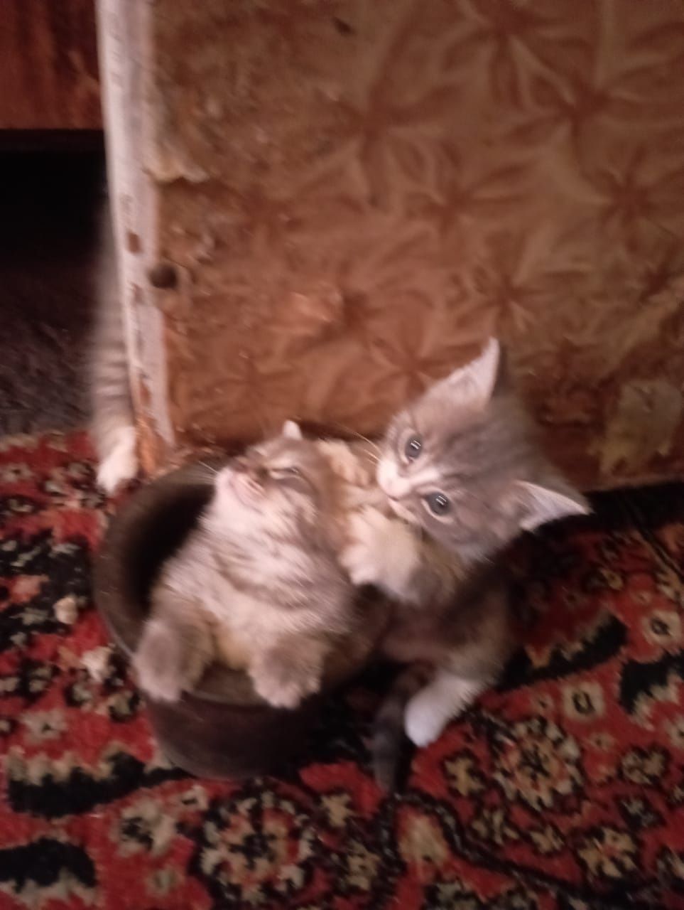 Бесплатно  котята