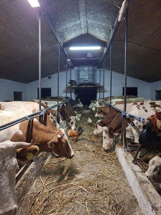 Vând vacii bălțate