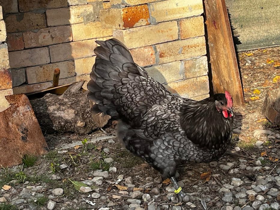 Australorp oua de incubat