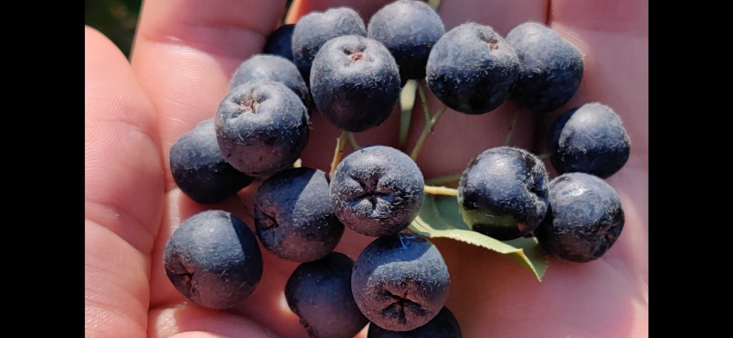 Vand dulceata naturala de aronie