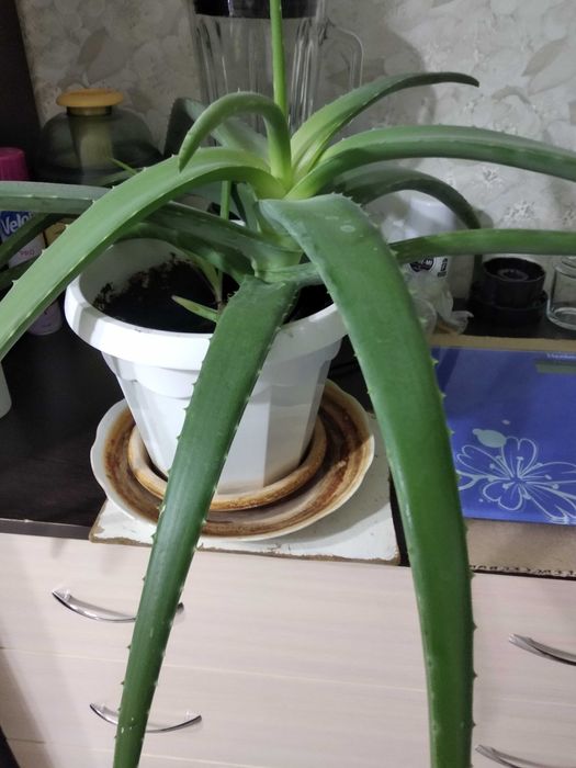 Продам аллое лечебный 4000 тенге