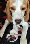 Pui beagle cu pedigree