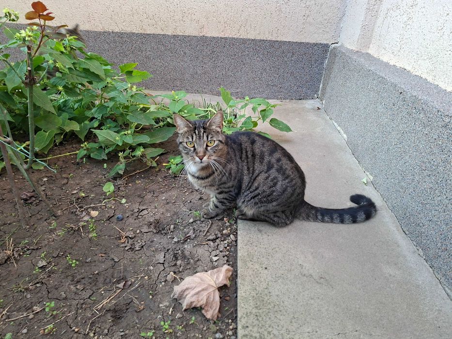Pisicute tarcate isi cauta familie iubitoare