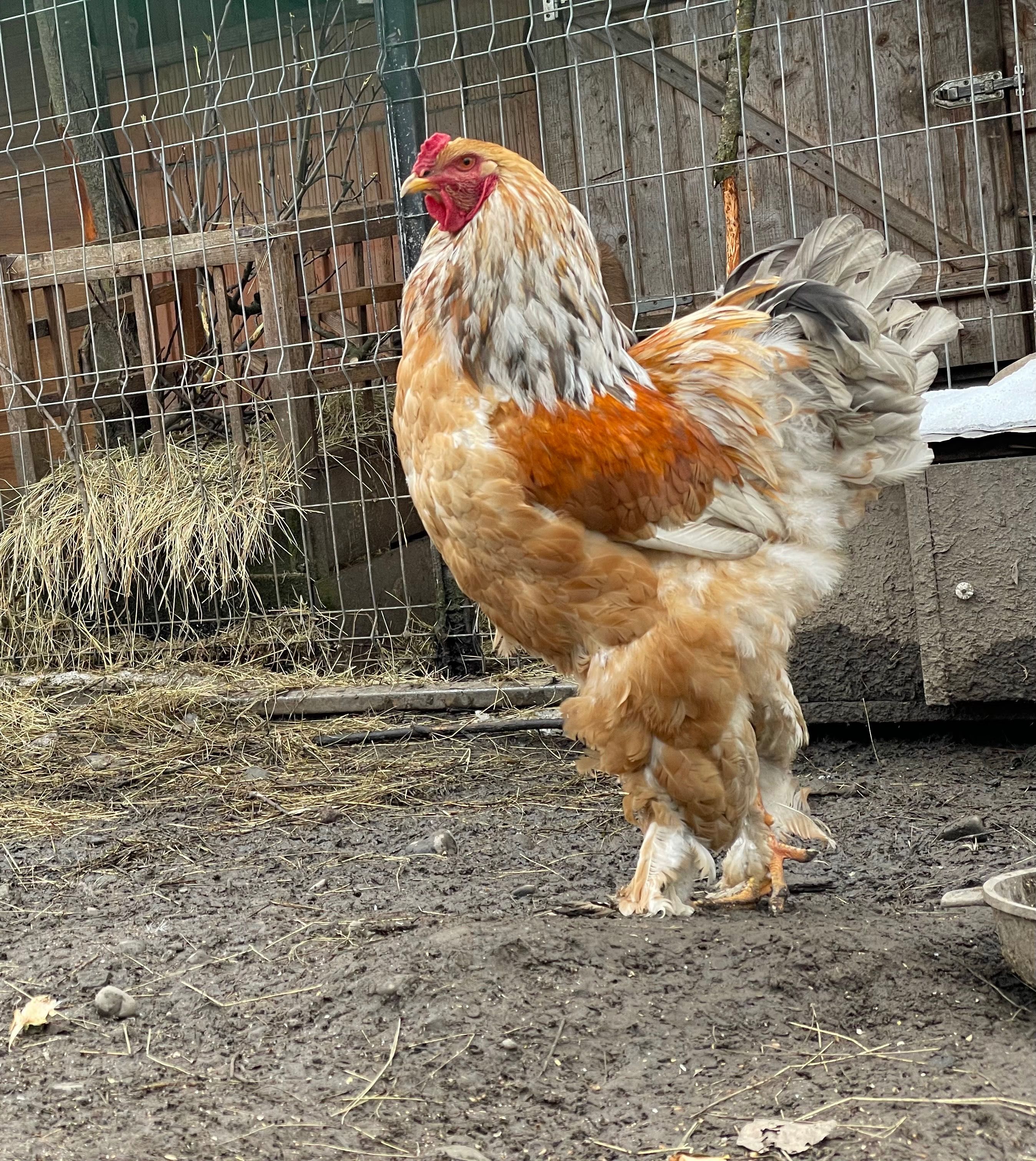 Pui Brahma lemon mici și mari