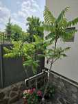 Planta decorativa mare