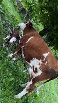 Vaca baltata romaneasca & vitel